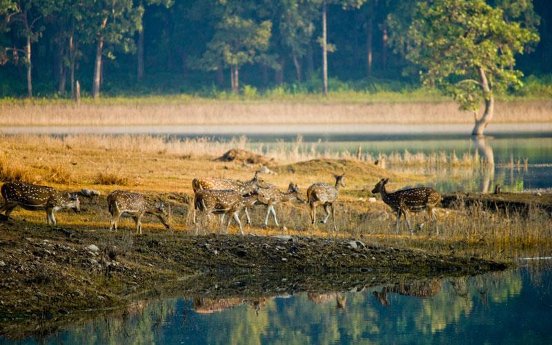 top 10 wildlife safaris in india