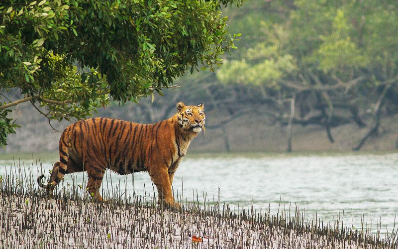 top 10 wildlife safari destination in india