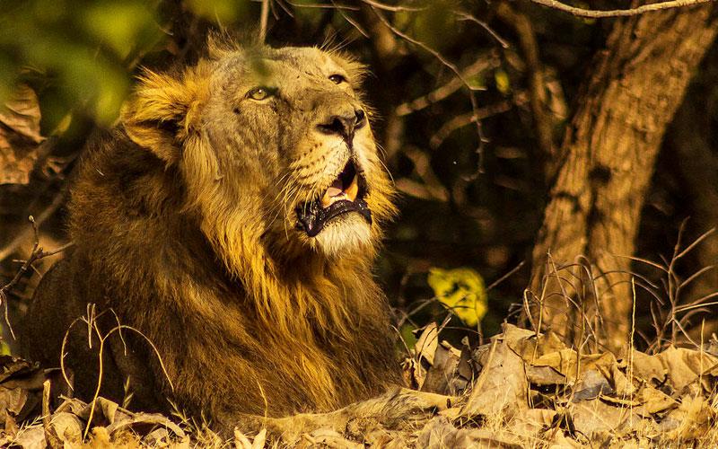 top 10 wildlife safari destination in india