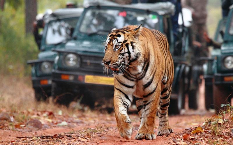 top 10 wildlife safaris in india