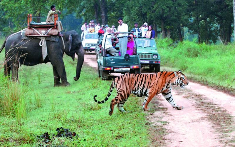 top 10 wildlife safari destination in india