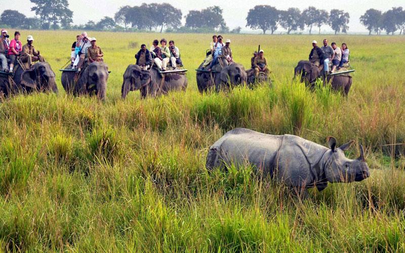 top 10 wildlife safaris in india