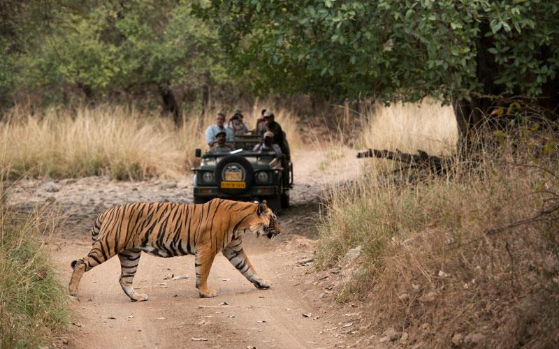top 10 wildlife safari destination in india